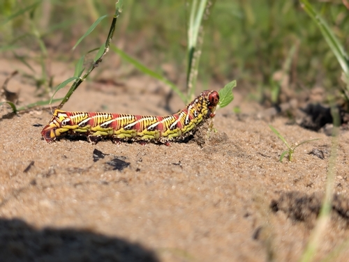 Banded Sphinx