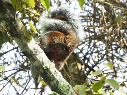 Ardilla vientre rojo observed by jaguargozandoselva
