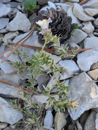 Pale Toadflax