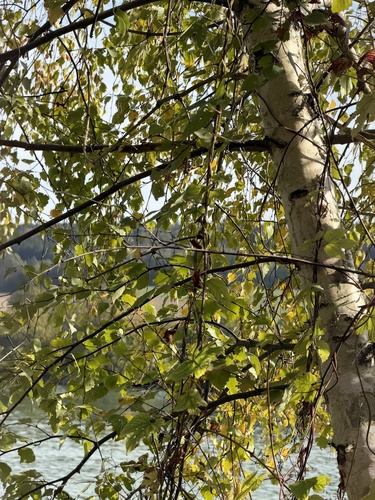 silver birch
