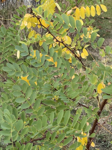 black locust