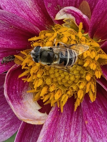 Yellow-shouldered Drone Fly