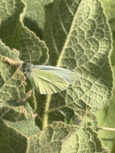 Small White