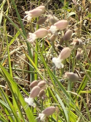bladder campion