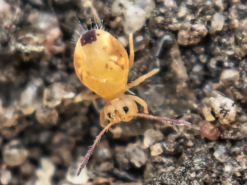 Dicyrtomina ornata