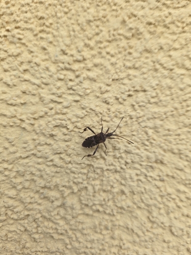 Western Conifer Seed Bug