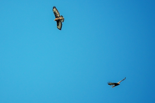 Common Buzzard