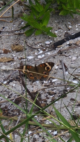 Common Buckeye