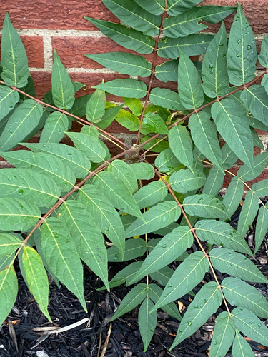 tree-of-heaven