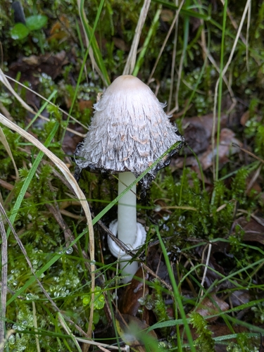 Shaggy Mane