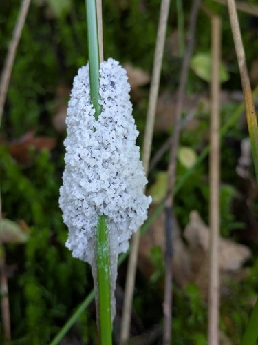 Dog Sick Slime Mould