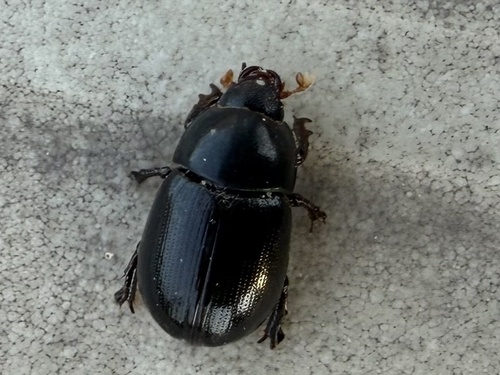 Illiger's Scavenger Scarab