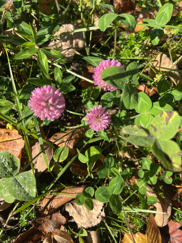 Red Clover