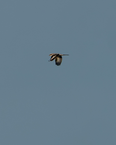 Great Gray Shrike