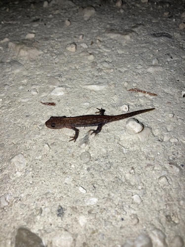 Alpine Newt