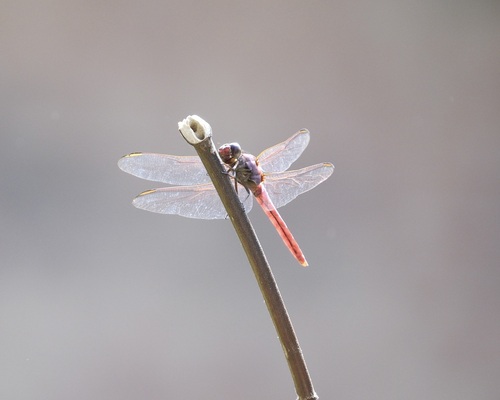 Roseate Skimmer