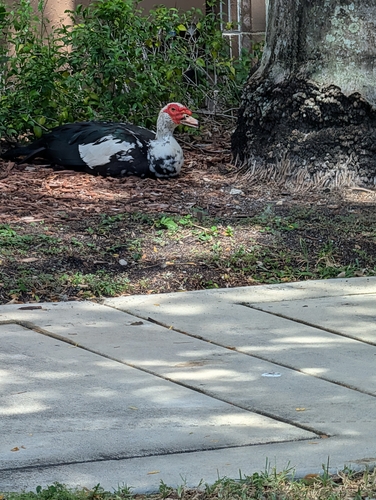 Domestic Muscovy Duck