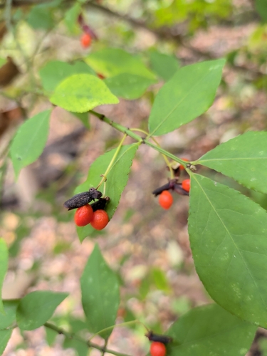 winged euonymus
