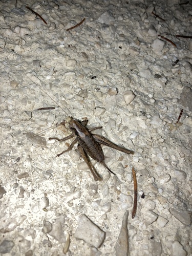 Dark Bush-cricket