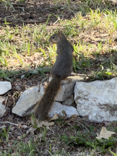 Eastern Fox Squirrel