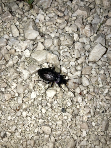 Bronze Ground Beetle