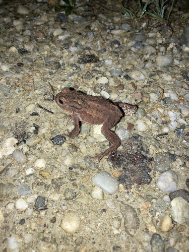 European Toad