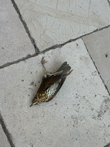 Song Thrush
