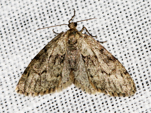 Dusky Carpet