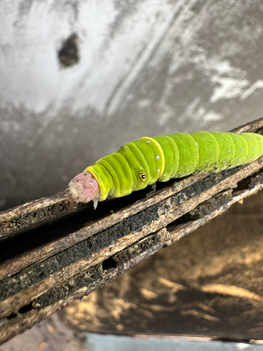Eastern Tiger Swallowtail