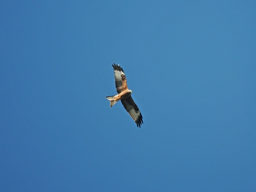 Red Kite