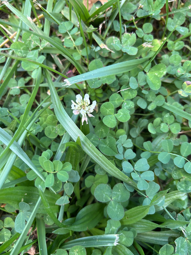 white clover