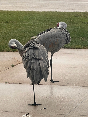 Sandhill Crane