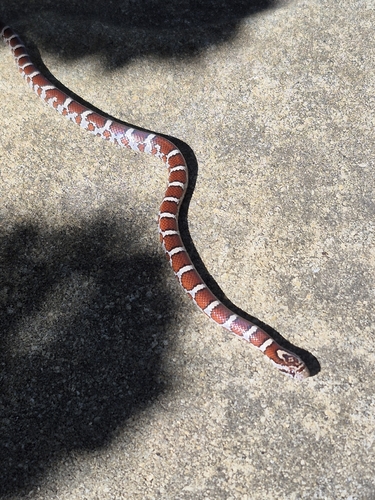 Eastern Milksnake