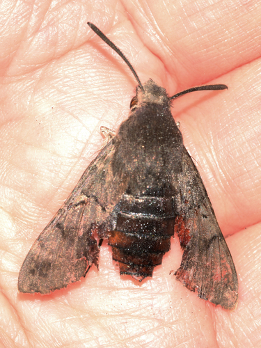 Eurasian Hummingbird Hawkmoth