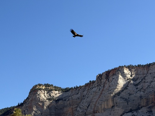 California Condor observed by tadamcochran