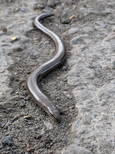 Common Slowworm