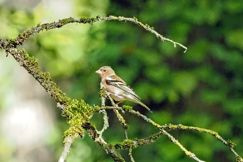 Common Chaffinch