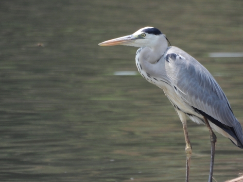 Grey Heron