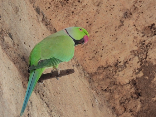 Rose-ringed Parakeet