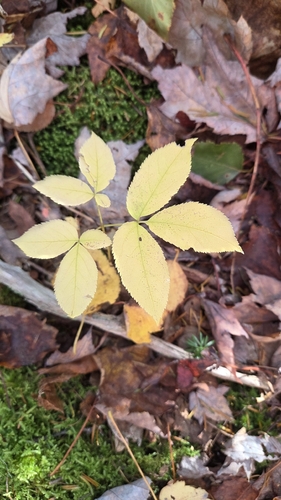 wild sarsaparilla