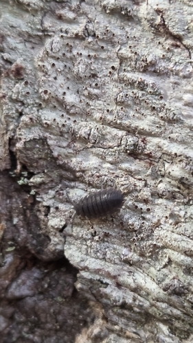 Common Rough Woodlouse