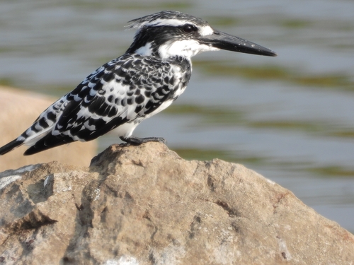 Pied Kingfisher
