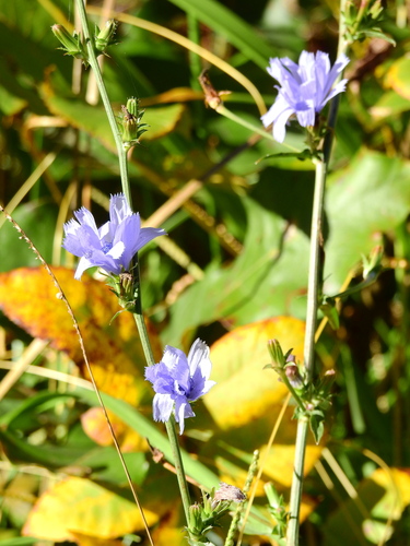 chicory