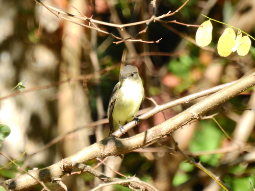 Eastern Phoebe
