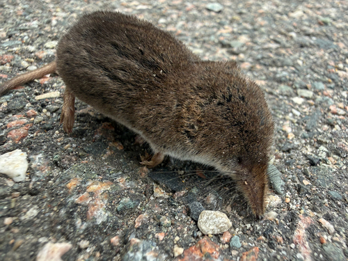 Masked Shrew observed by peterstinnissen