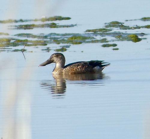 Northern Shoveler