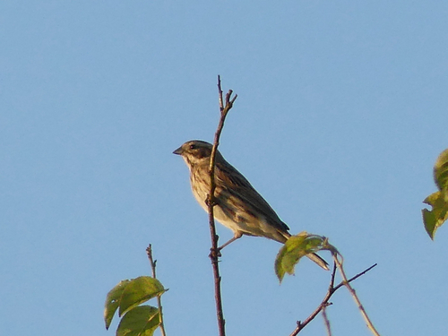 Reed Bunting