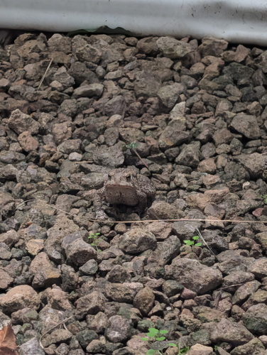 Woodhouse's Toad observed by charlesmckinzie