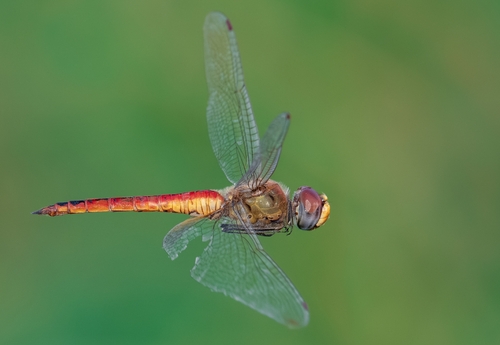 Wandering Glider