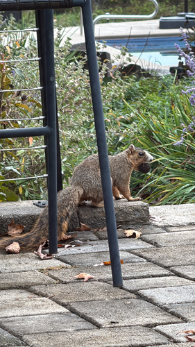 Eastern Fox Squirrel